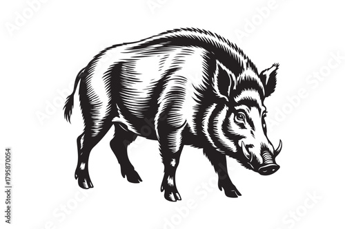 Detailed engraving of a wild boar standing