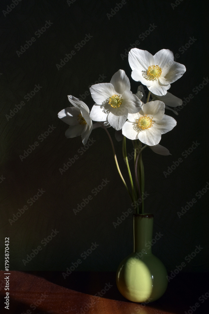 custom made wallpaper toronto digitalComposition of white flowers in a ceramic vase. Wood anemones in vase on black background. Delicate first anemones wih  sunlight. First spring flowers. Spring , floral background. Eriocapitella toment