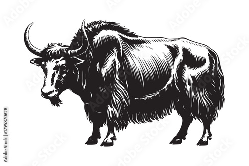 Detailed sketch of a majestic highland yak with long horns