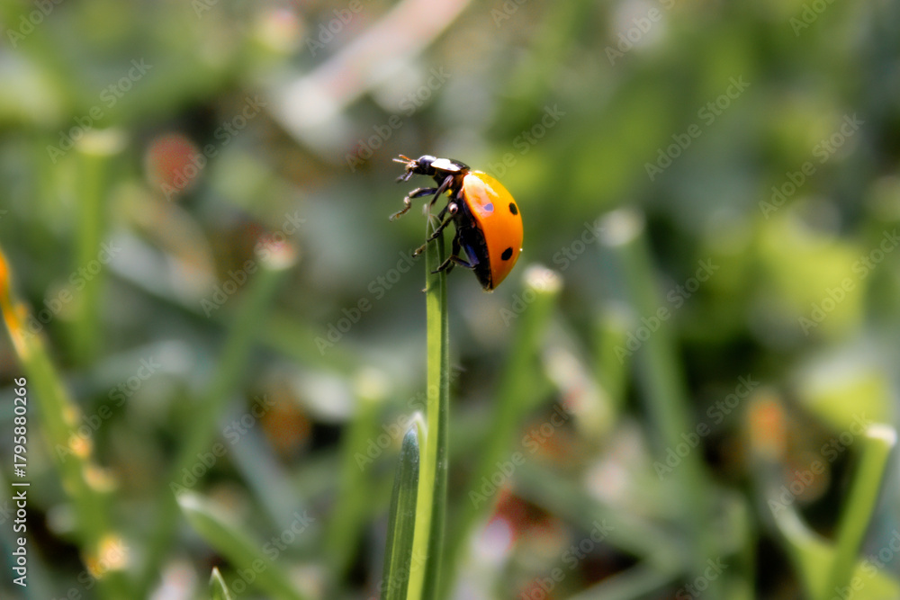 Naklejka premium Lady bug