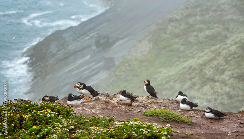 Group of Puffins on cliff edge full of chamomile plants with background of waves crashing onto cliffs on Skomer Island, Pembrokeshire, UK