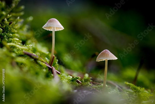 2 Helmlinge wachsen im Wald im Moos