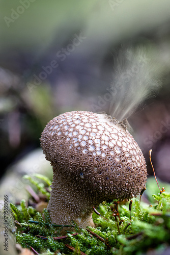 Ein Stäubling im Wald gibt Sporen ab