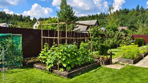 There are tall wooden beds on a grassy lawn near a metal fence. Strawberries, dill and cucumbers grow on them, tied to wooden planks. Nearby there is a blueberry bush, apple tree and a water tap Sunny