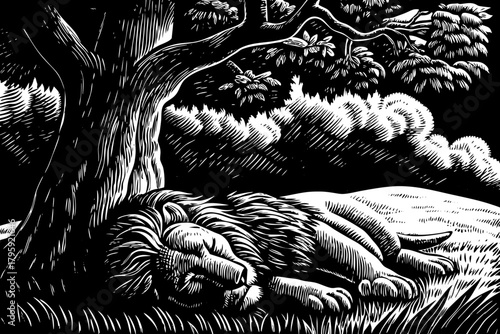 lion sleeps deeply beneath the shadow of an acacia tree black and white sketch vector, paws stretched forward, enjoying cool relief from the intense midday sun