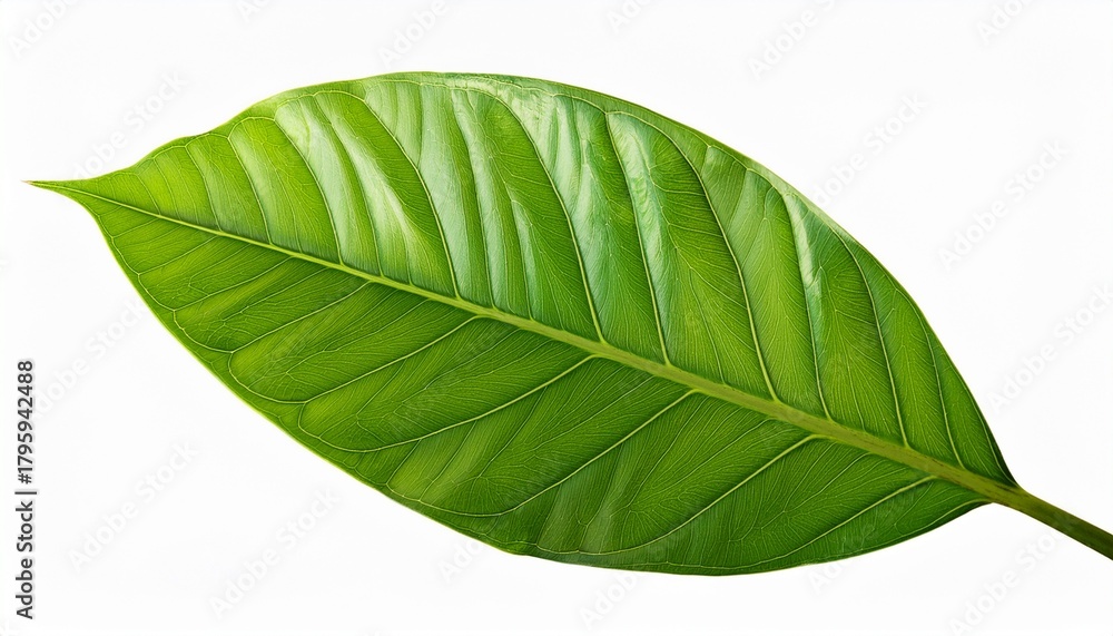 Obraz premium Green Leaves Plant Isolated
