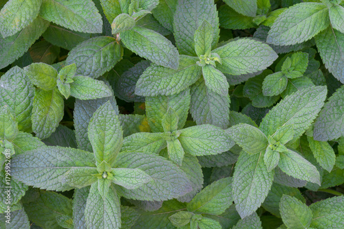 Green leaves of peppermint bushes