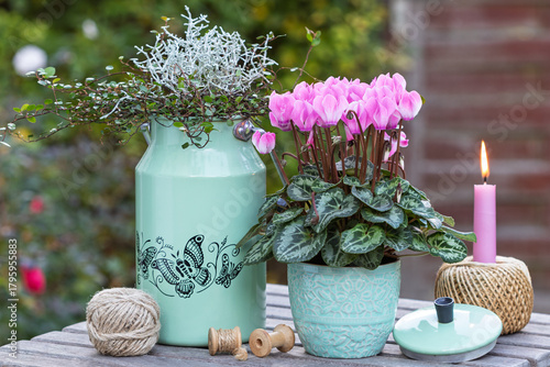 pink Alpenveilchen (Cyclamen), Silberdrahtpflanze (Calocephalus brownii) und Mühlenbeckia in Gefäßen im Herbstgarten