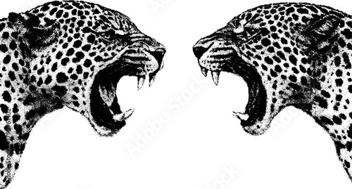 Vintage xerography engraving of two snarling leopards facing each other, dramatic wild scene in retro style, isolated on transparent background.