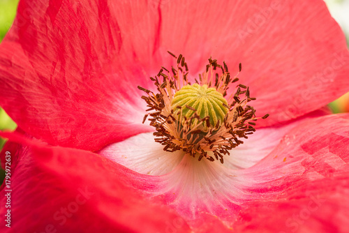 Pink poppy flower macro with green stigma and soft petal folds.