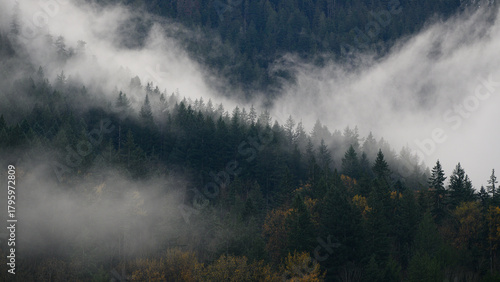 Mist sweeps around forest on hillside in fall creating patterns in the fir tree forest
