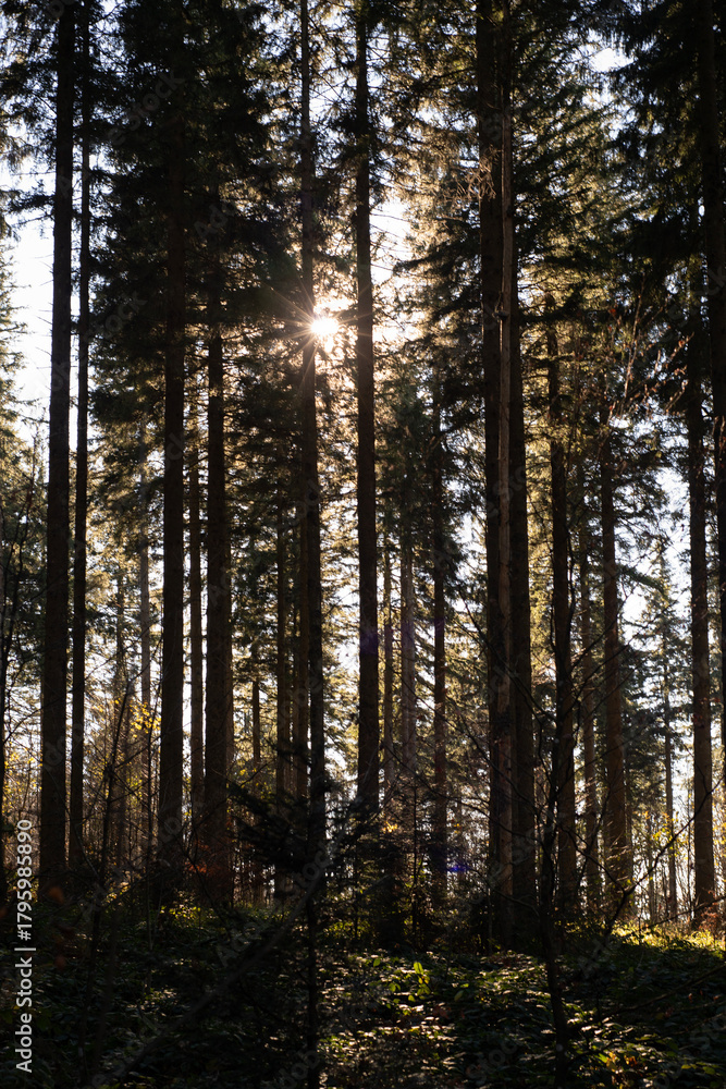 Fototapeta premium Sonnenstrahlen brechen durch hohe, gerade Nadelbäume in einem dichten Wald. Der Boden ist mit Laub und Pflanzen bedeckt, die Szene wirkt ruhig, natürlich und atmosphärisch, keine Menschen sichtbar.