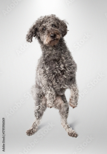 Kleiner grau-gelockter Hund sitzt aufrecht vor hellem Hintergrund