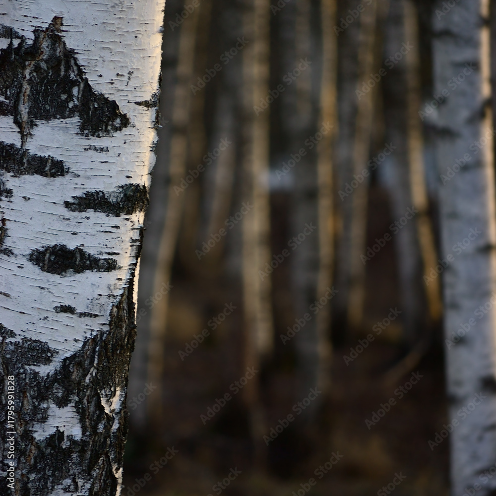 Fototapeta premium Birch Tree Grove Trunks Bark Closeup Background, Large Detailed Vertical Birches March Landscape Scene, Rural Early Spring, Wild Forest Trees Trunk Group Detail, Village Countryside Woods Gentle Bokeh