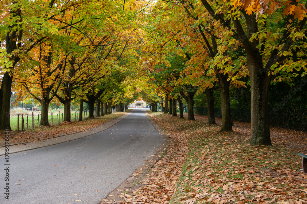 Naklejka premium Outono na Alemanha – Cores, Florestas e Paisagens da Baviera