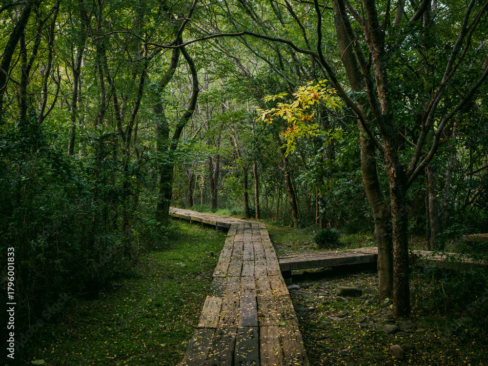Naklejka premium 分岐する木道の山道 人生の岐路を象徴する森林風景