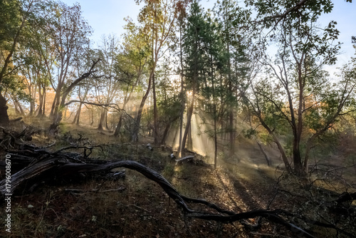 Sunlit Forest Path on Grove Woods Trail in Jacksonville, Oregon