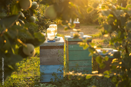 Beehives in orchard framed by leaves at sunset