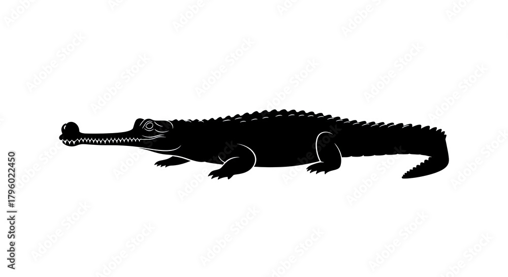 Fototapeta premium Silhouette of a crocodile reptile against a white background