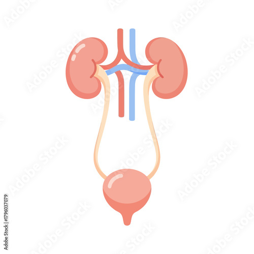 Human female urinary system diagram displaying kidneys, bladder, and ureter pathways