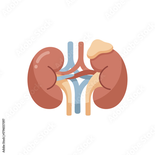 Detailed human kidney cross-section highlighting internal structure and renal system