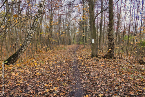 forest roads in the Cybina River valley, view before sunset in autumn