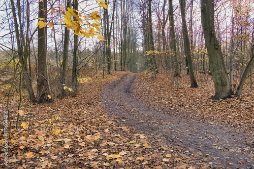forest roads in the Cybina River valley, view before sunset in autumn