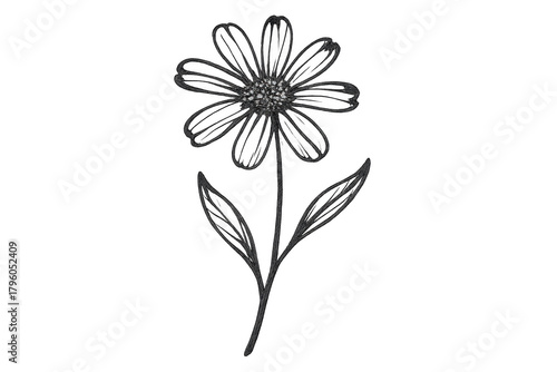 Wallpaper Mural Minimalist daisy line art drawing with transparent background Torontodigital.ca