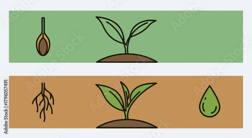 Flat vector illustration of plant growth stages seed, sprout, roots, and water drop, symbolizing life cycle and agriculture