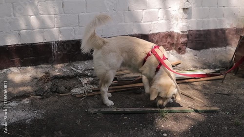 A golden retriever on a red leash sniffs boards on the street near a residential building. A golden retriever on a leash sniffs boards on the street.