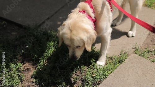 Golden retriever. A golden retriever on a red leash sniffs the grass outside. A golden retriever on a leash in a park, sniffing the grass. A golden retriever on a walk.