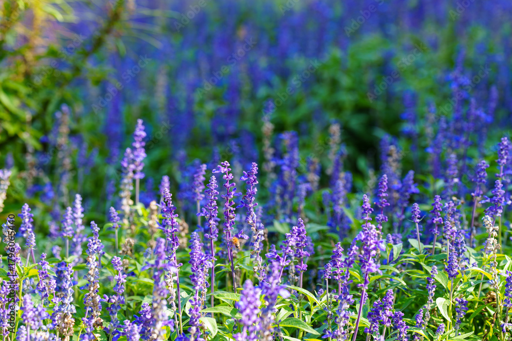 Naklejka premium Close-up photo of lavender flowers in full bloom in purple in summer