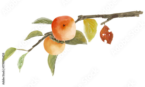 柿の実る小枝のイラスト（実りの秋・日本の秋のイメージ素材）