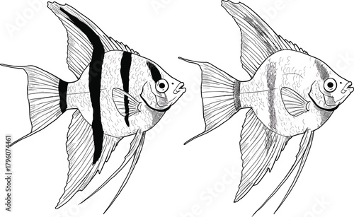 Angelfish illustration, tropical aquarium fish drawing, marine life art, detailed line vector, underwater sea creature, aquatic nature design, ocean animal