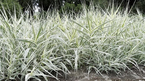 Lush Green Landscape Featuring Vibrant and Unique Foliage in the Forest
