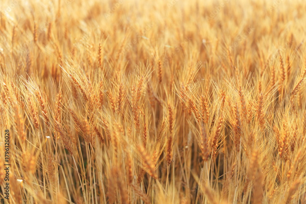 Fototapeta premium 麦畑