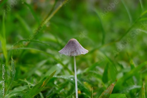 a small umbrella mushroom among wild grass