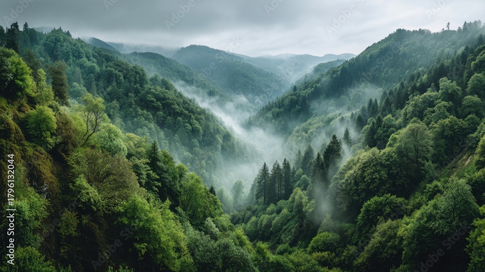 Fototapeta premium Lush Green Valley Surrounded by Misty Mountains and Dense Forests Under Overcast Sky in a Serene Natural Landscape