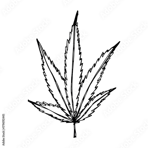 Hand drawn cannabis leaf Medicine marijuana Hemp leaves clipart in doodle style Single element for print, web, design, decor
