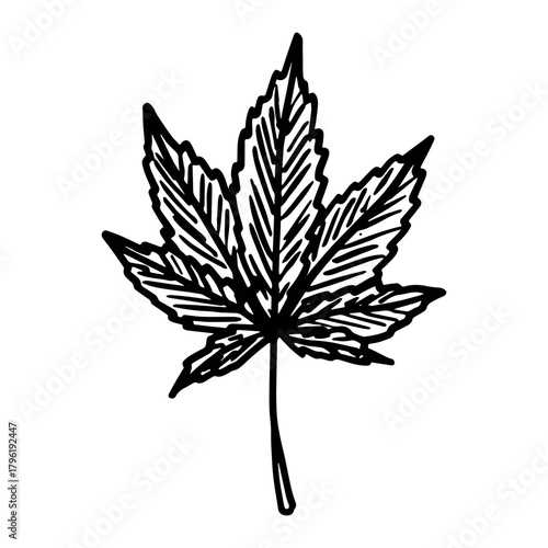 Hand drawn cannabis leaf Medicine marijuana Hemp leaves clipart in doodle style Single element for print, web, design, decor