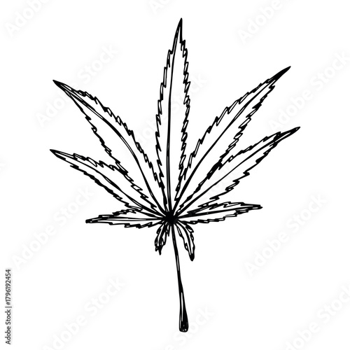 Hand drawn cannabis leaf Medicine marijuana Hemp leaves clipart in doodle style Single element for print, web, design, decor