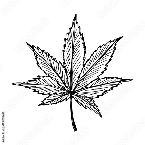 Hand drawn cannabis leaf Medicine marijuana Hemp leaves clipart in doodle style Single element for print, web, design, decor