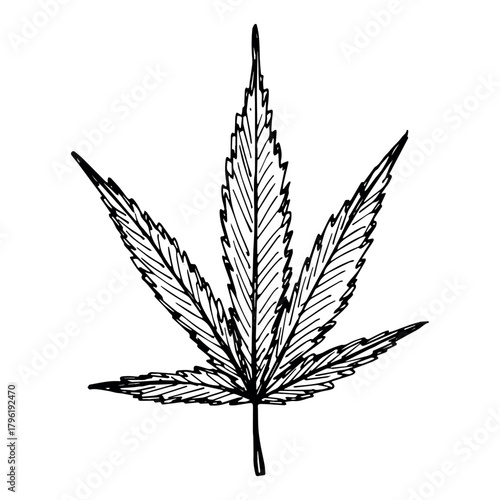 Hand drawn cannabis leaf Medicine marijuana Hemp leaves clipart in doodle style Single element for print, web, design, decor