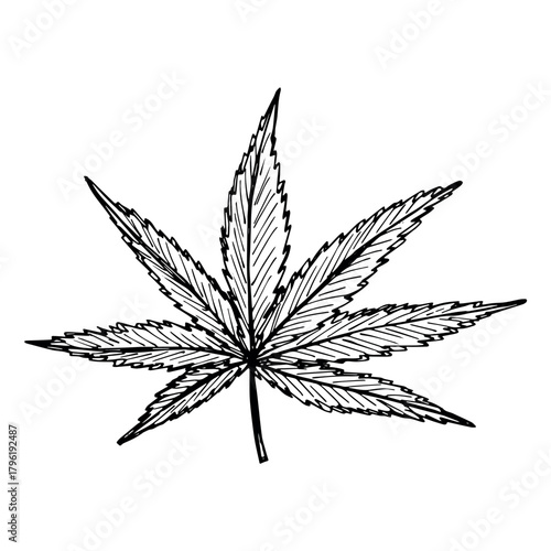 Hand drawn cannabis leaf Medicine marijuana Hemp leaves clipart in doodle style Single element for print, web, design, decor