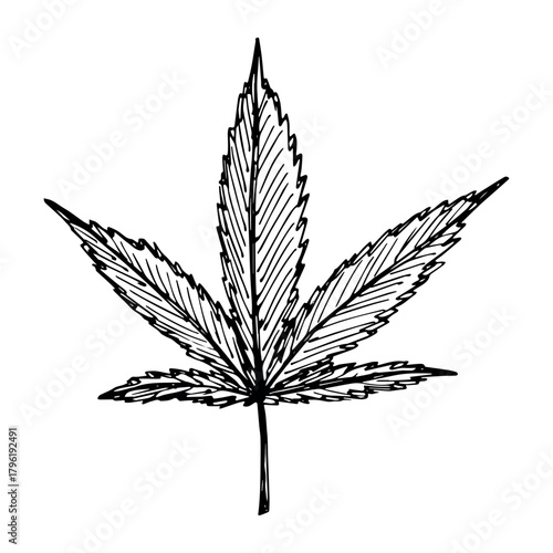 Hand drawn cannabis leaf Medicine marijuana Hemp leaves clipart in doodle style Single element for print, web, design, decor