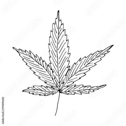 Hand drawn cannabis leaf Medicine marijuana Hemp leaves clipart in doodle style Single element for print, web, design, decor