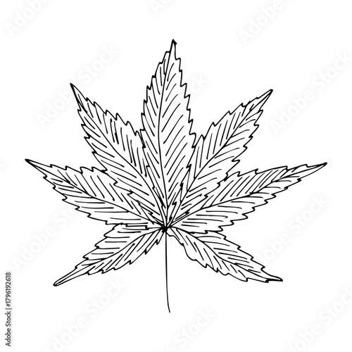 Hand drawn cannabis leaf Medicine marijuana Hemp leaves clipart in doodle style Single element for print, web, design, decor