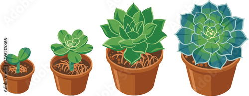 Illustration of succulent plant growing stages in a pot on transparent area