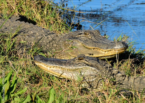 Close-up of two Alligators at dusk.