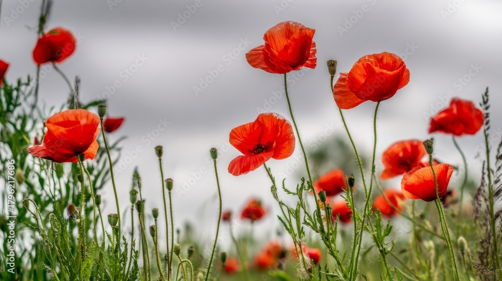 Naklejka premium A field of vibrant red poppies under gray clouds with green grass in the background, symbolizing remembrance on Memorial Day. The red flowers stand out against the sky, captured in natural light.
